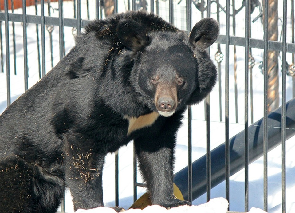    Гималайский медведь Моган проснулся в зоопарке «Лимпопо». ФОТО: зоопарк "Лимпопо".