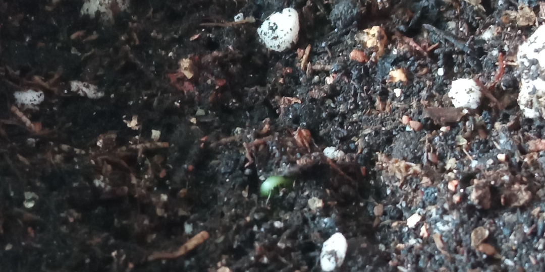 Еще немного о посевах и всходах.