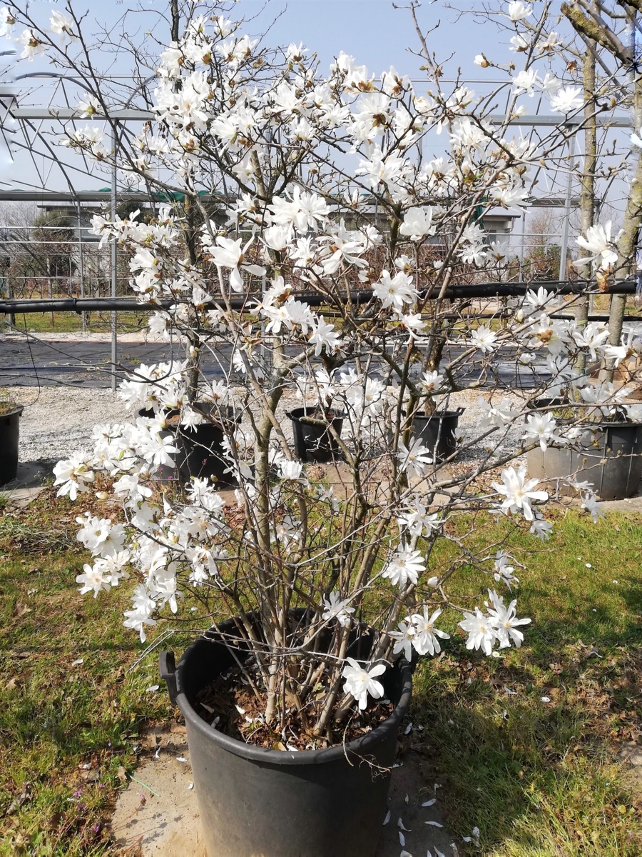 За такой куст отдали 120 евро