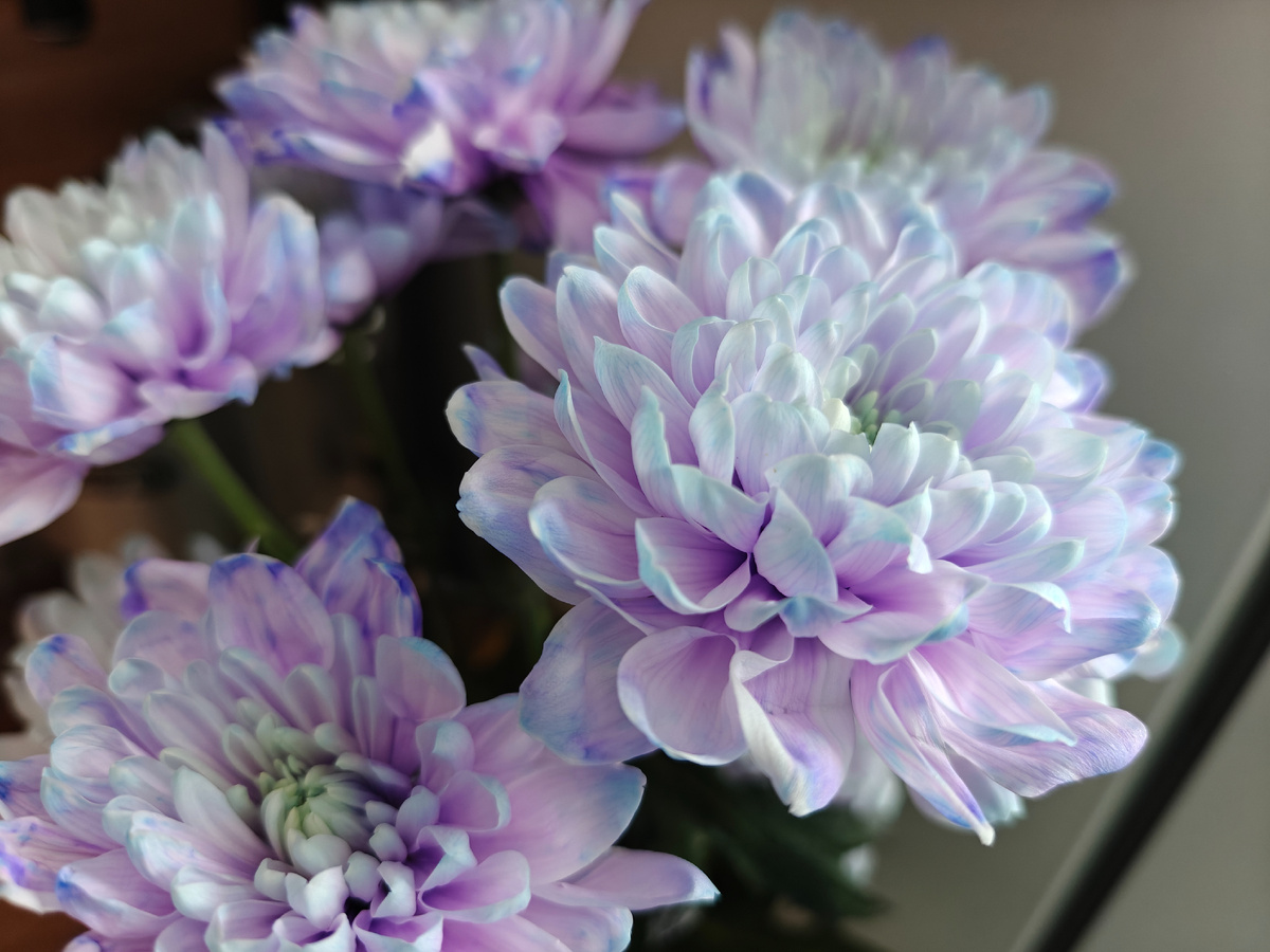 Цветы подарили на день рождения. 