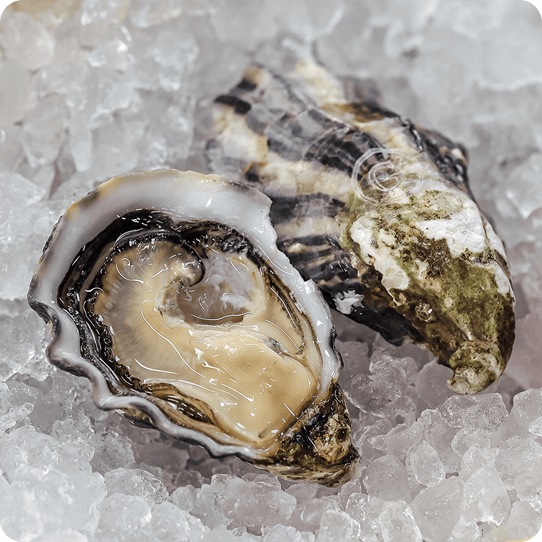 Устрица Жилардо