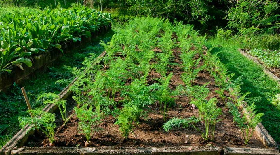 Делаю посев моркови за 20 минут. Прореживание больше не нужно — проверил 5 лет