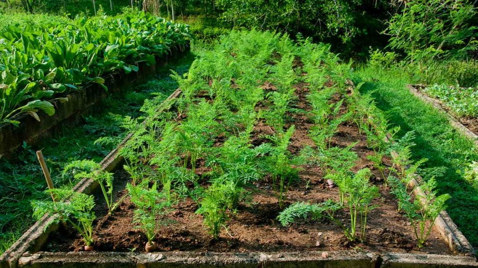 Вот так выглядит результат посева на глаз. Прореживать придется долго
