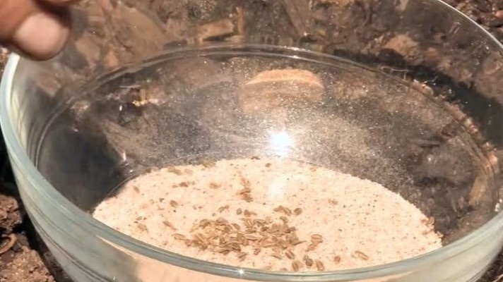 Речной песок смештваю с семенами моркови