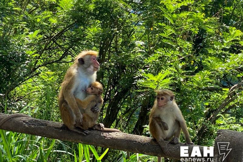    Фото ЕАН / Обезьяны в джунглях