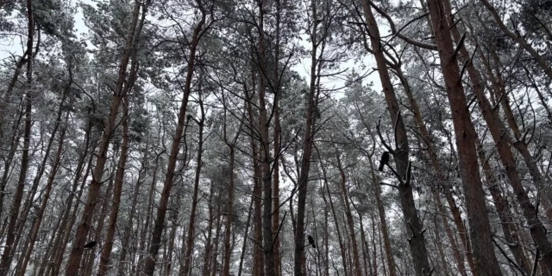 «Норникель» стал партнером кластера переработки металлов в Сибири