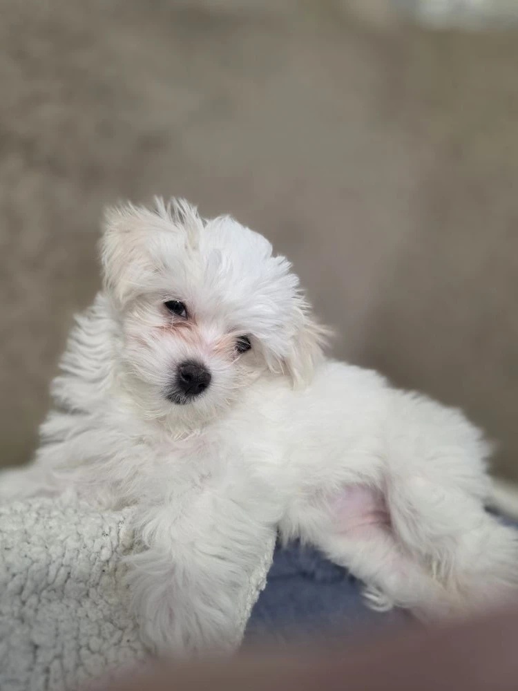 Буся. Мальтезе. 