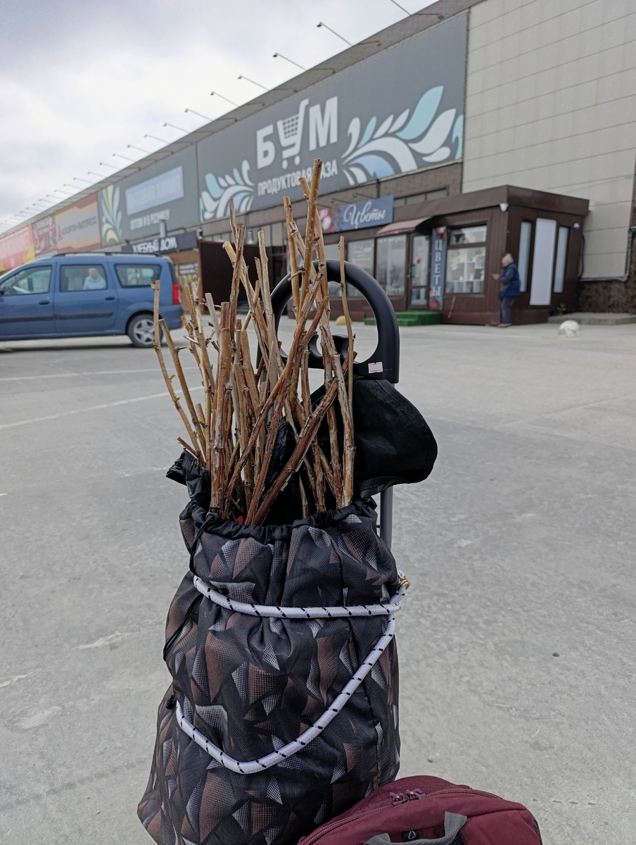 Малину запаковала, можно тронуться в дорогу, до вечера она должна быть посажена.