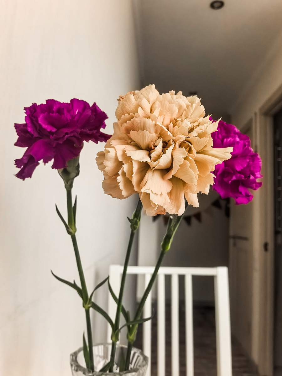 Гвоздики. Как же я люблю их строгую красоту и нежный аромат.