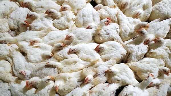    © Sputnik / Игорь Зарембо