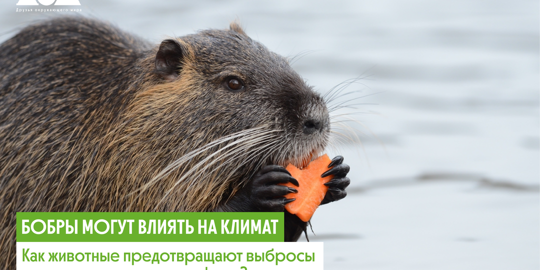 Как бобры предотвращают выбросы углекислого газа?