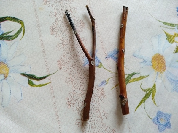 Так выглядели засохшие концы веток крупнолистной гортензии