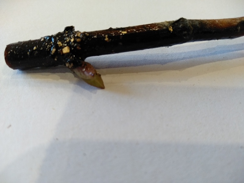 Набухшее свидетельство жизни