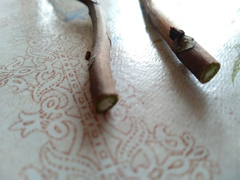 На фотографии нижний срез веток