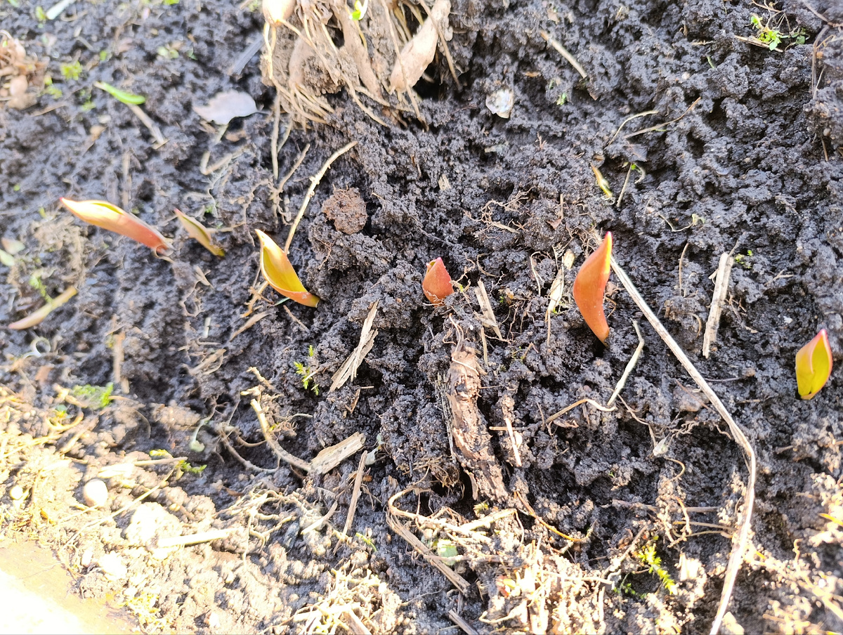 Рядочек на новом участке, пересаженные