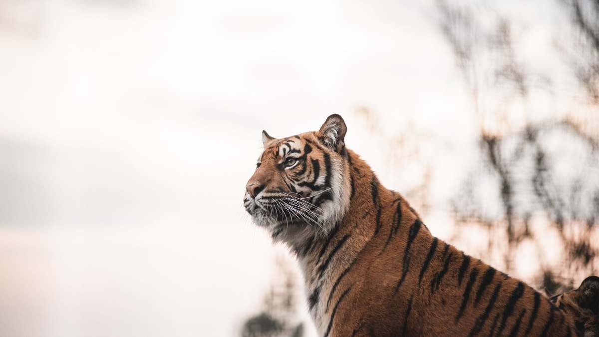    Амурский тигр — один из самых редких хищников планеты, обитающий на Дальнем Востоке России