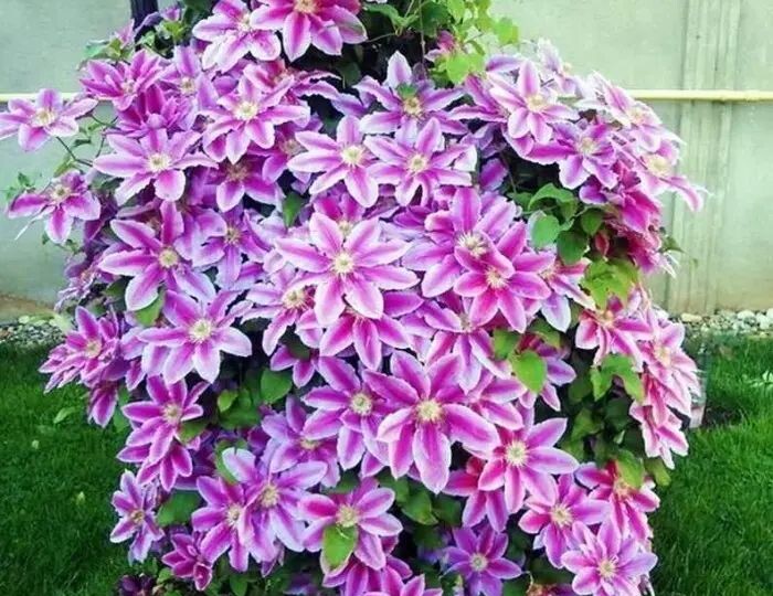 Хотите, чтобы клематисы цвели как на картинке? Читайте про весенние удобрения!