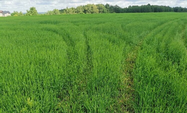    Фото: Лукьянов Дмитрий, AgroXXI.ru