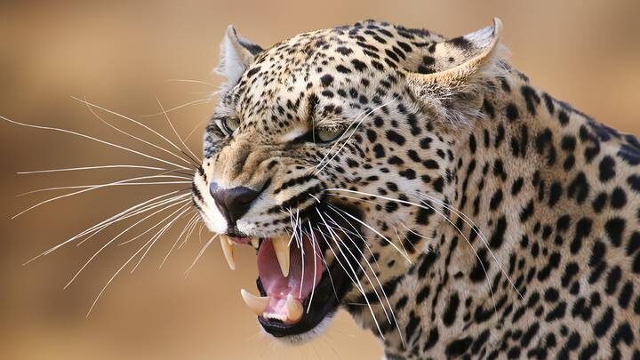 Рыси, пумы и леопард из Московского зоопарка линяют и переходят на «летнее меню»