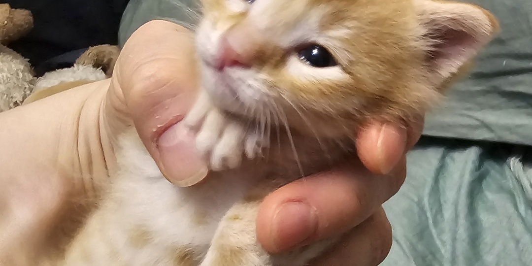 Помогите спасти котенка...