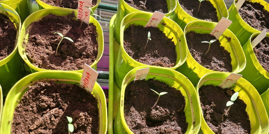 Главная ошибка дачников: чем я кормлю рассаду в фазе двух настоящих листьев (урожай увеличивается)