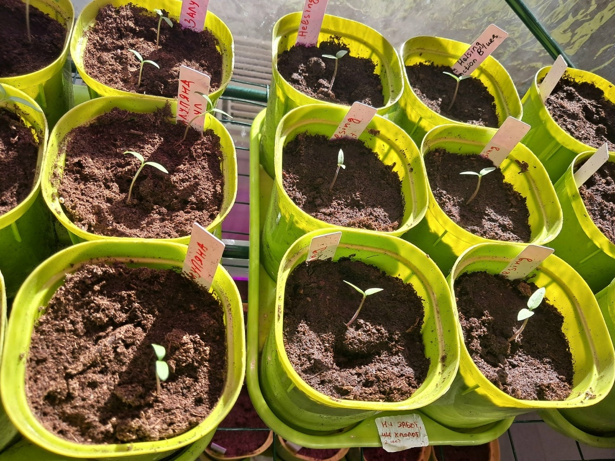 Пока только семядольные листочки