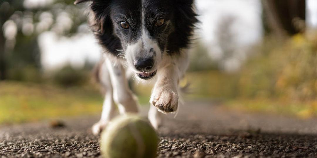 Драйв на четырех лапах: Почему правильная порода — это лучший тренер, и как горы проявляют истинную природу собаки-атлета