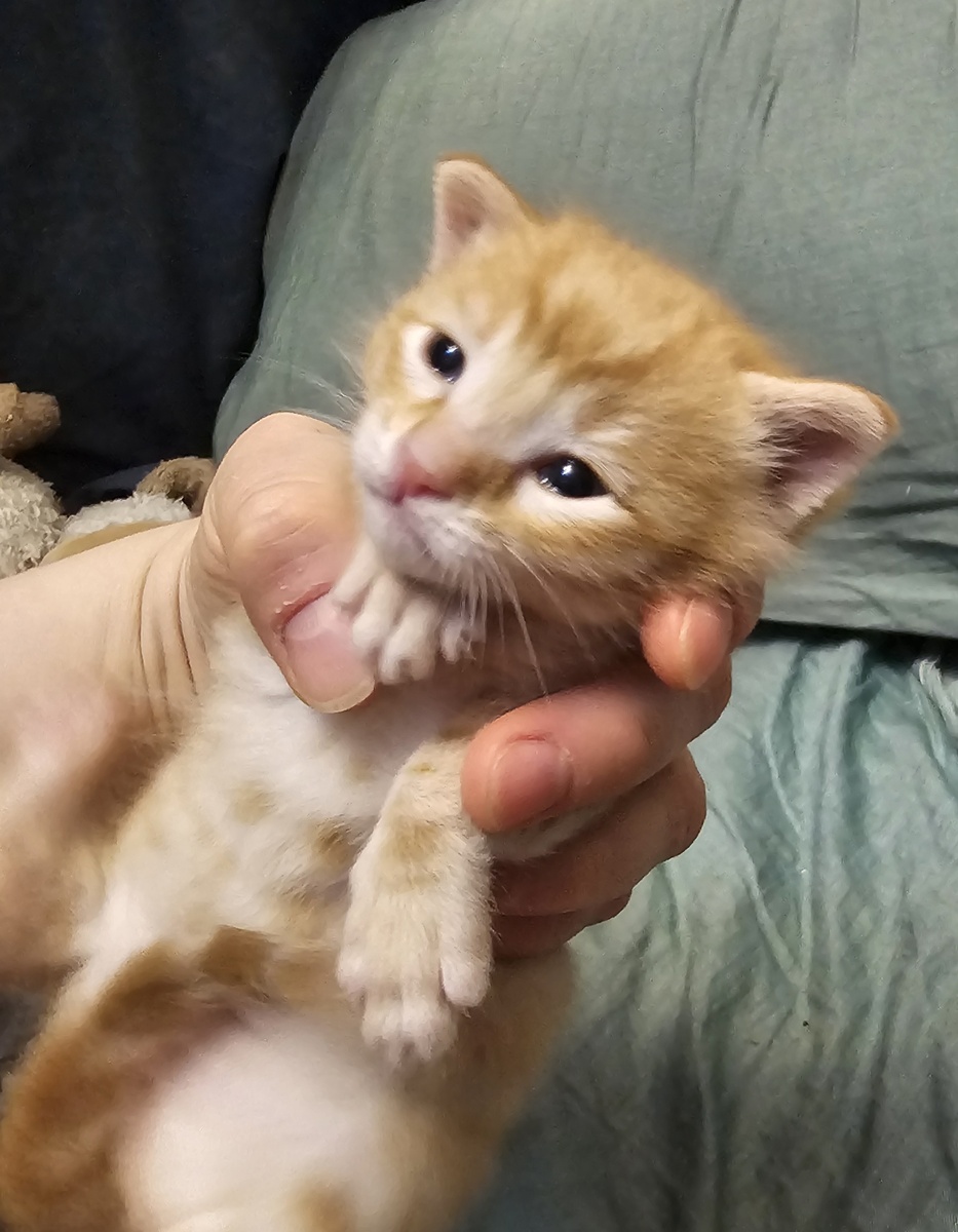 Фото автора. Помогите спасти маленькую жизнь.