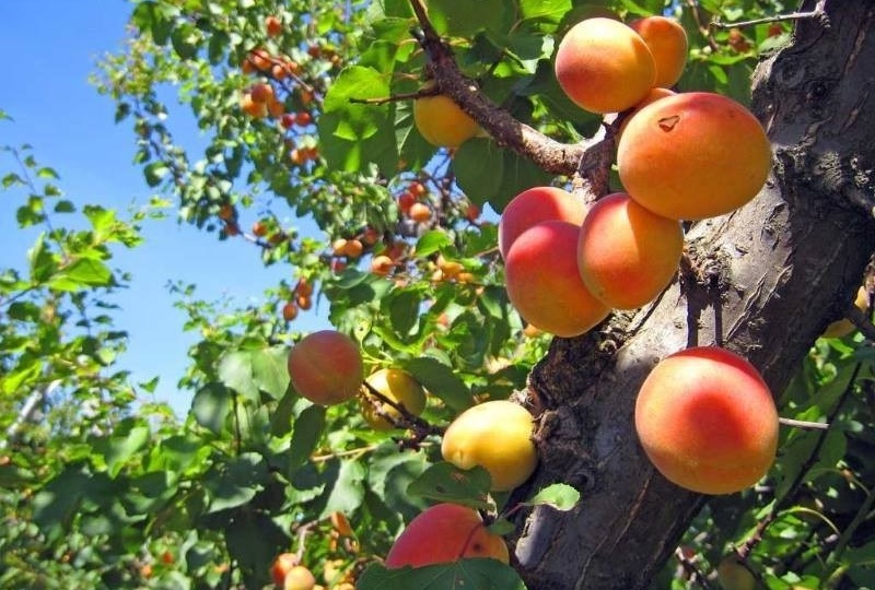 Весенний уход за абрикосовым садом: секреты цветоводов для богатого урожая