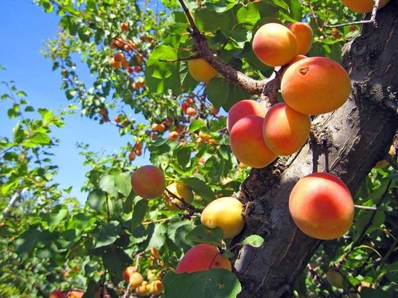 Весенний уход за абрикосовым садом: секреты цветоводов для богатого урожая