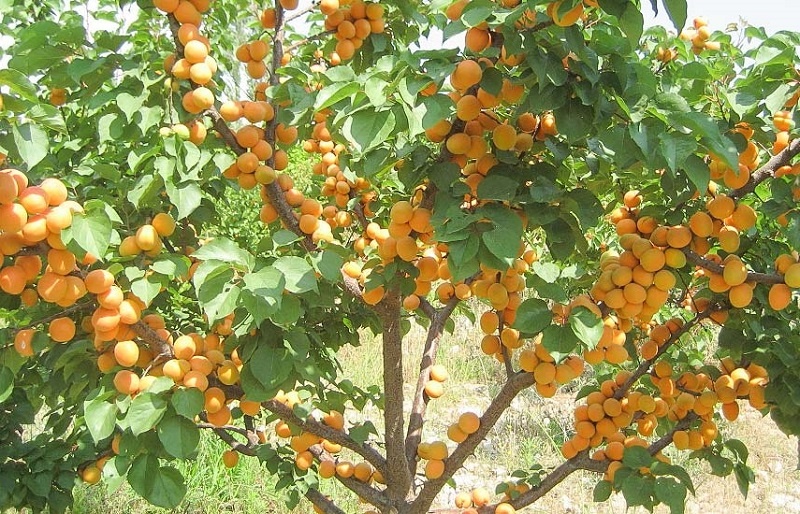 Весенний уход за абрикосовым садом: секреты цветоводов для богатого урожая