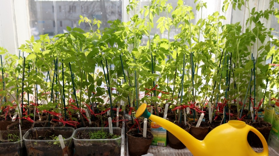 Набираю воду с вечера и оставляю рядом с рассадой — к утру температура выравнивается