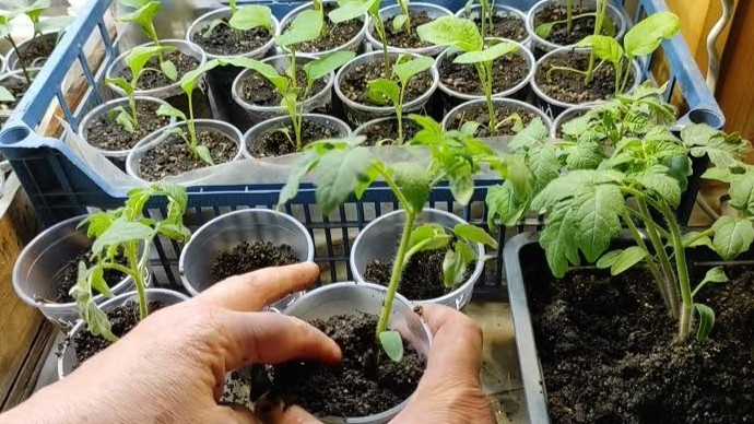 Простой способ проверить готовность к поливу — палец на первую фалангу в почву