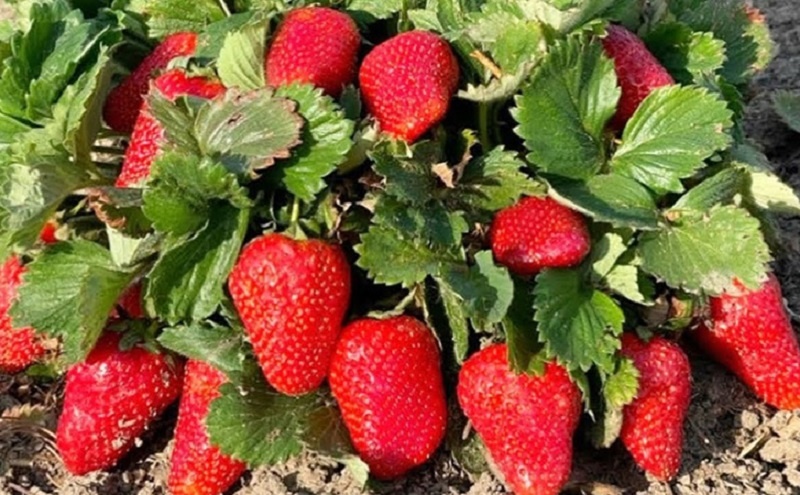Чем подкормить клубнику, чтобы вся плантация была усыпана ягодами