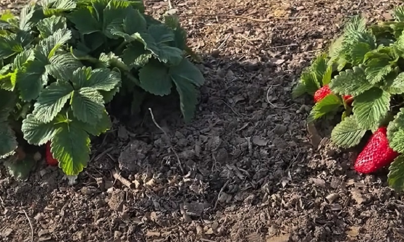 Чем подкормить клубнику, чтобы вся плантация была усыпана ягодами