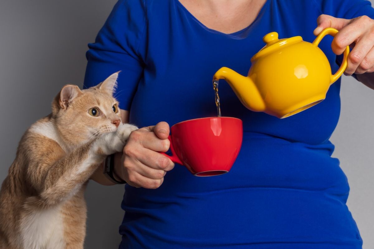 Кот любит пить из кружки