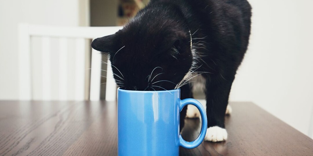 Почему кошка пьёт из моей кружки, а не из миски — и дело не в капризе