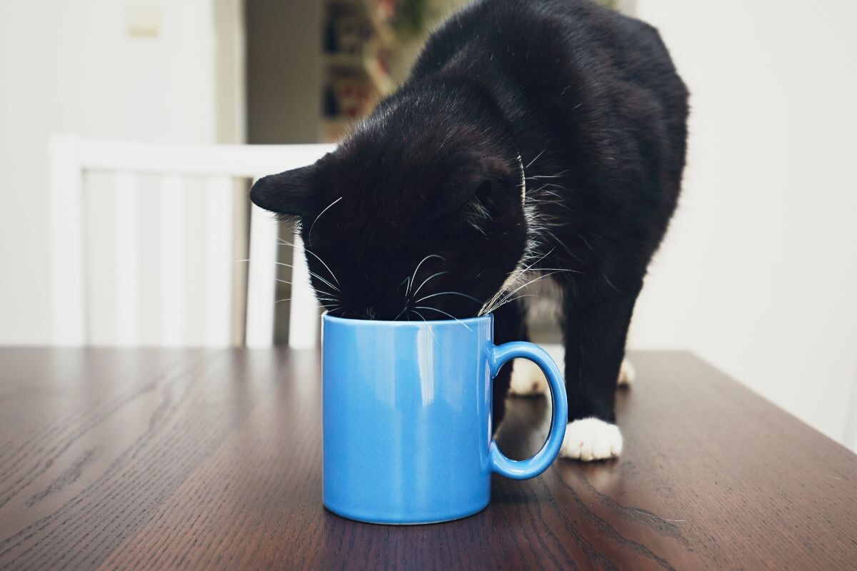 Почем кошка любит пить из кружки