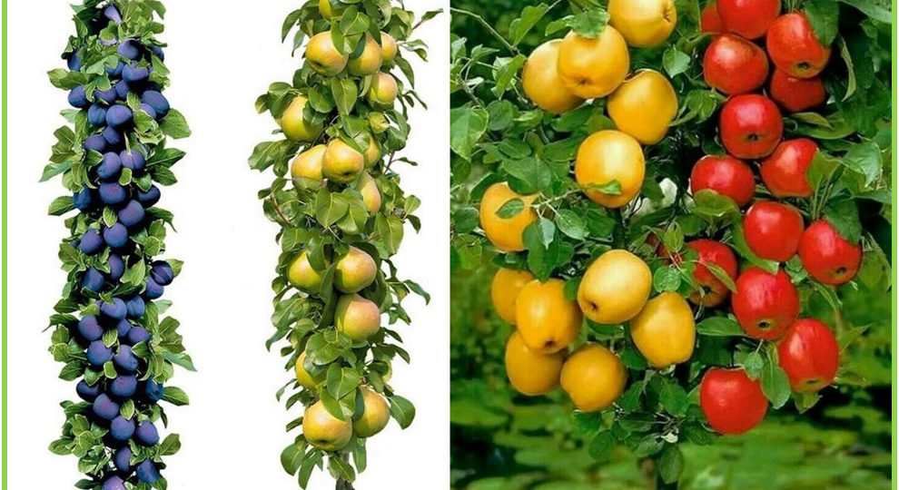 Выбор качественных саженцев яблони, груши, вишни, черешни, абрикоса и персика: Рекомендации