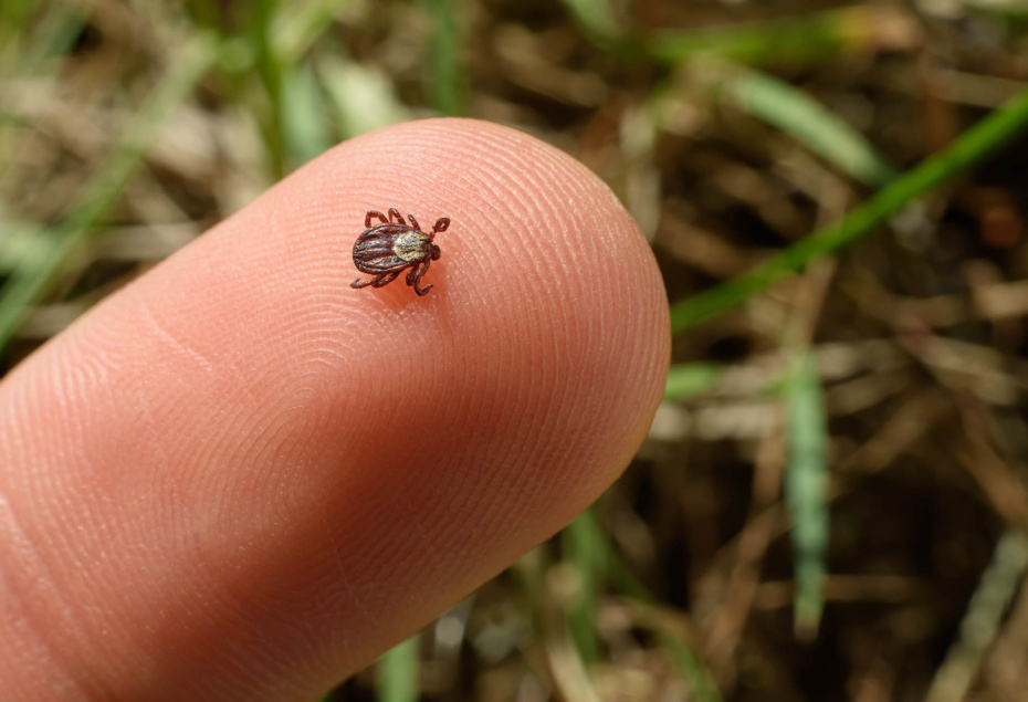    Shutterstock/FOTODOM