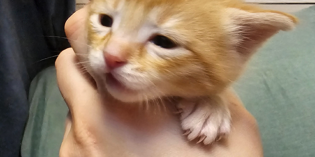 Котёнок. Котёнка надо спасать. Помогите.