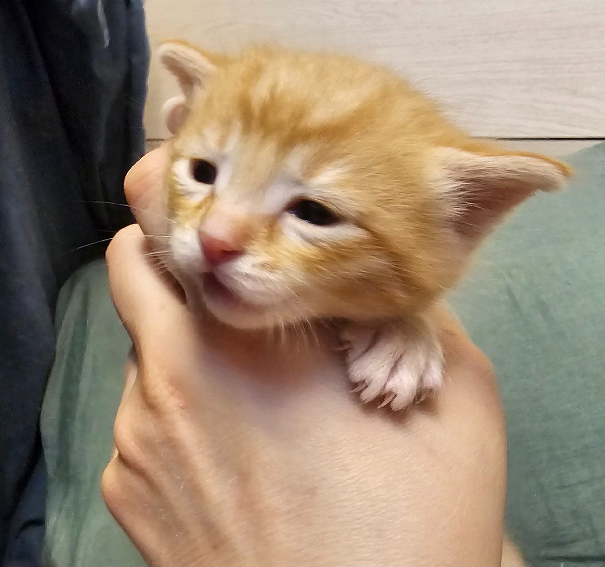 Фото автора. Помогите спасти маленькую жизнь.