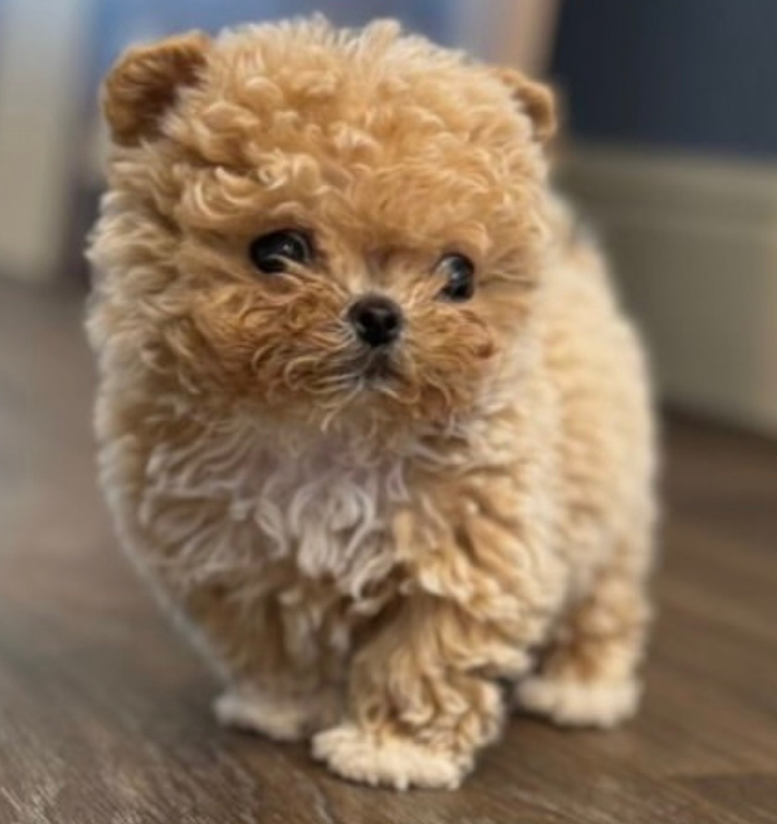 Щенок Леонардо/ Соцсети Филиппа Киркорова