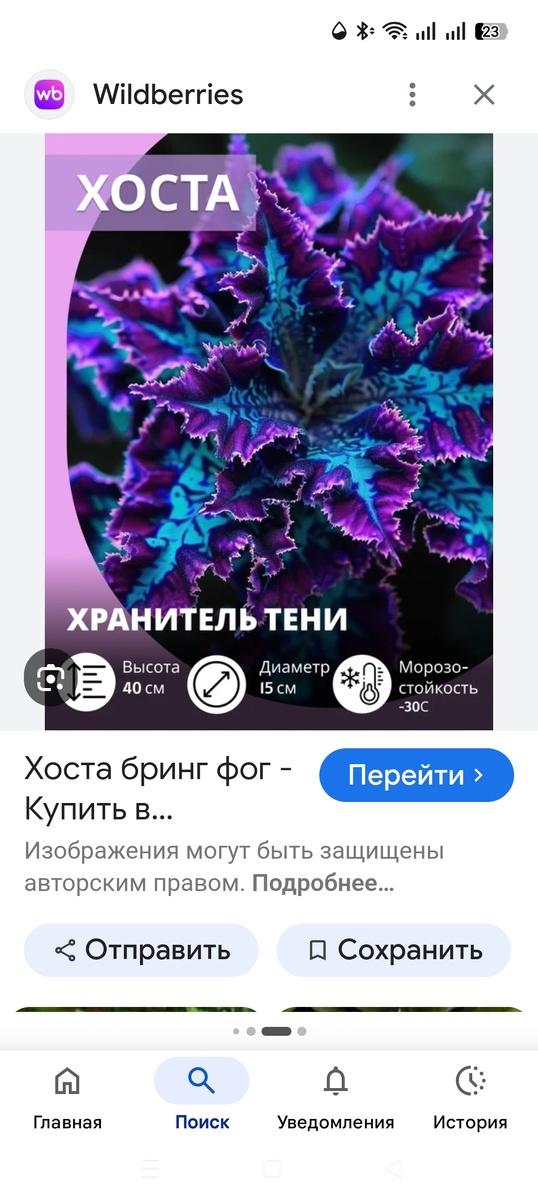 Хочу такую хосту!