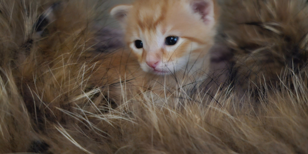 Помогите выкупить жизнь котёнка...