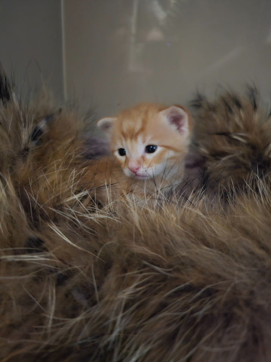 Фото автора. Помогите выкупить жизнь.