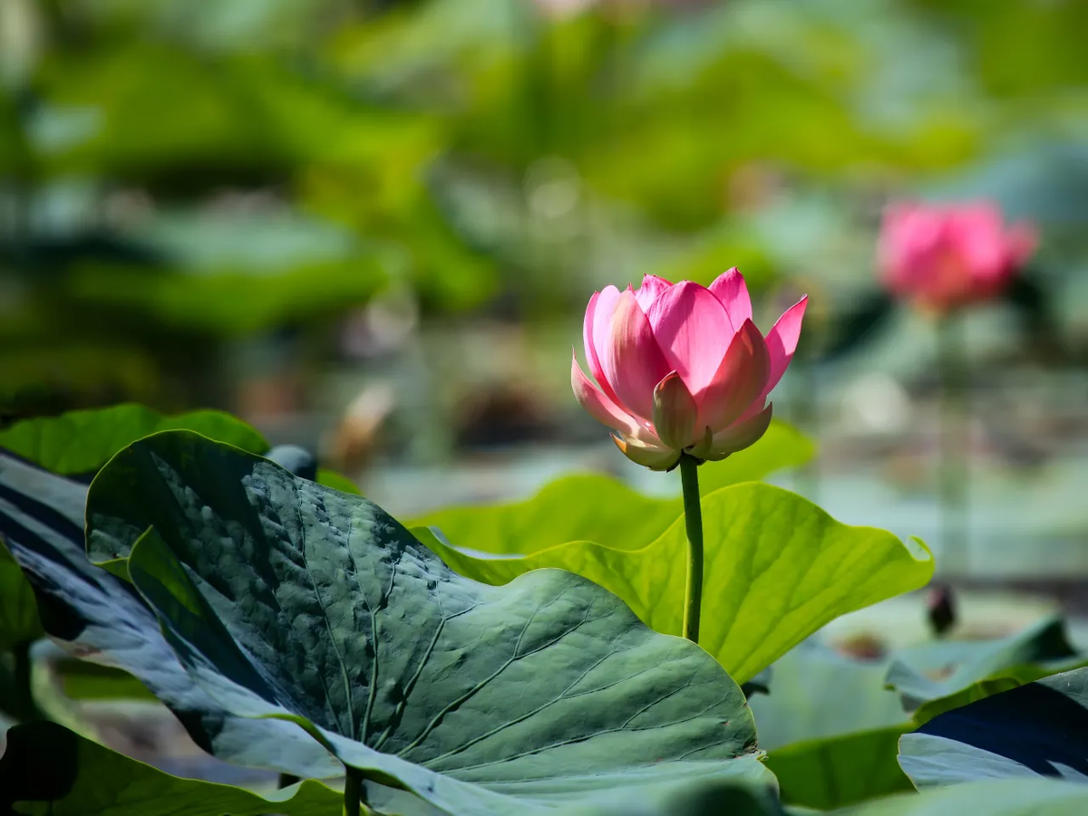 as_trofey © as_trofey/Shutterstock
