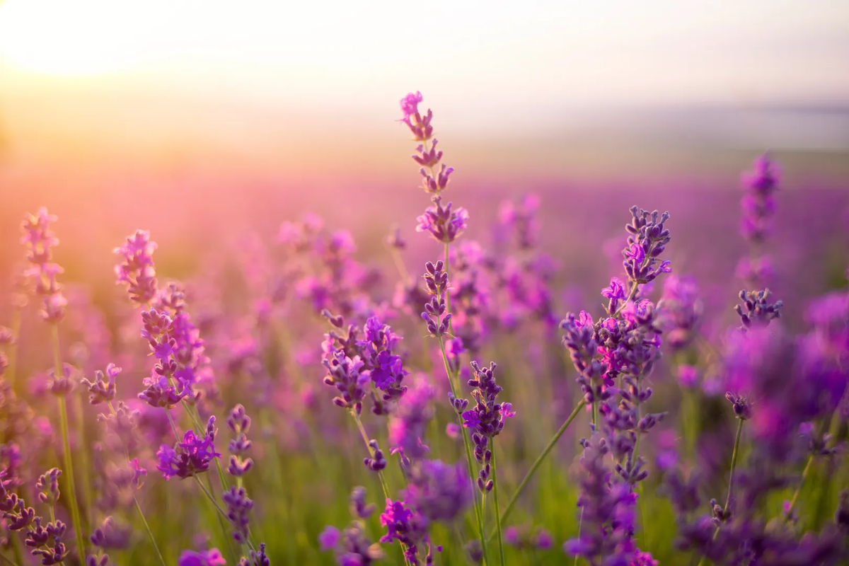 © phBodrova/Shutterstock