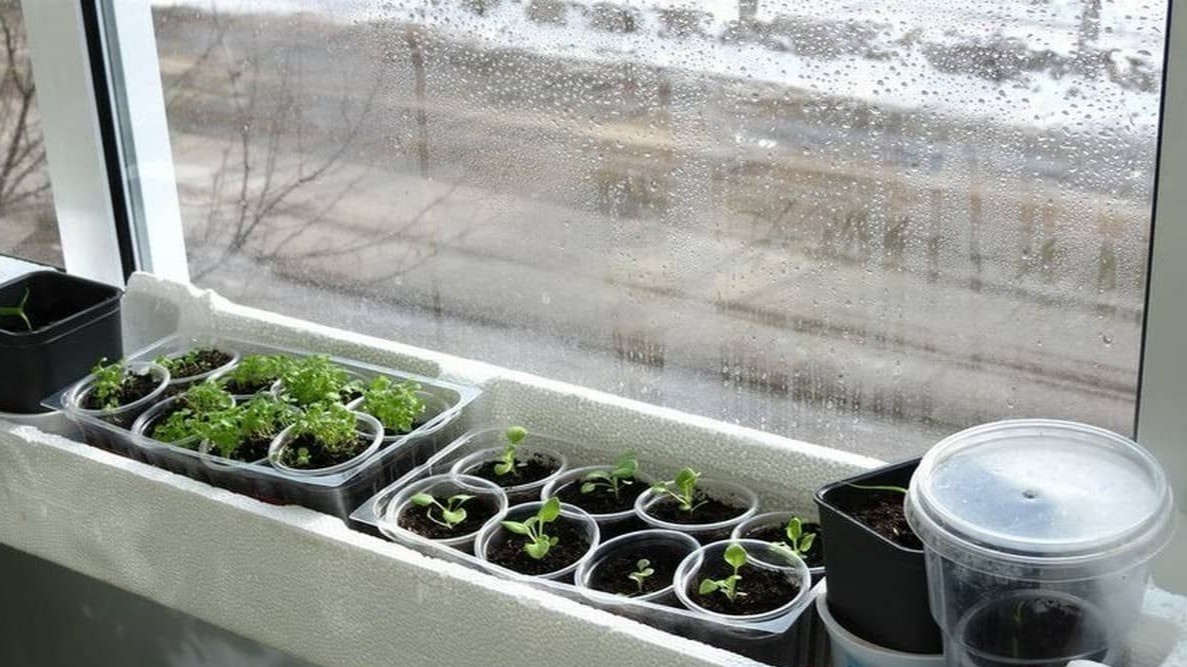 Пенопласт под горшками — простое решение для холодного подоконника