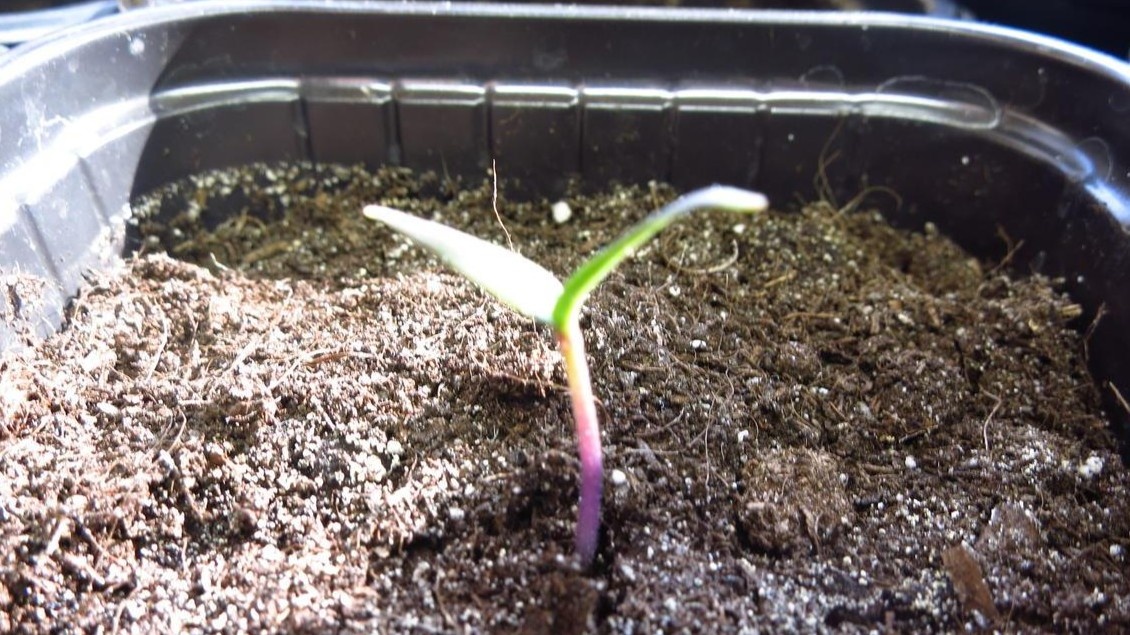 Фиолетовый стебель — сигнал кислого грунта, а не нехватки фосфора